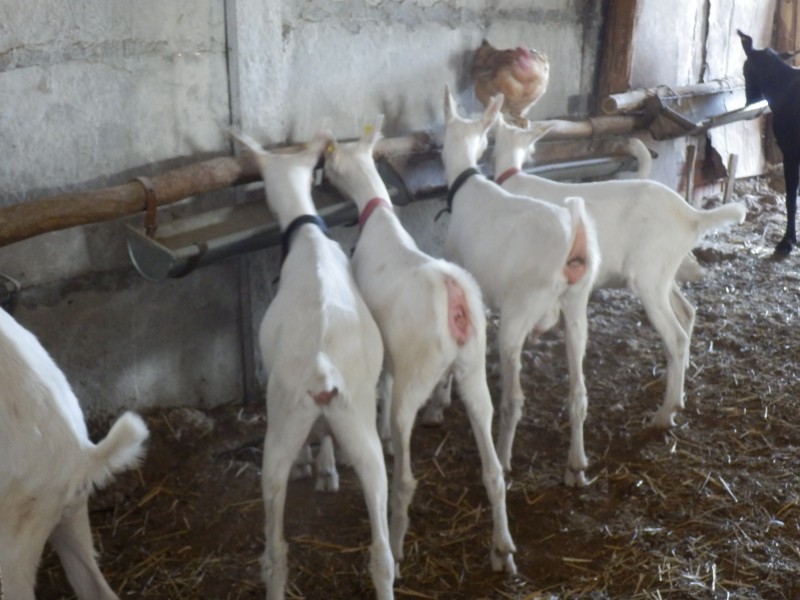 kozesanske (110).jpg