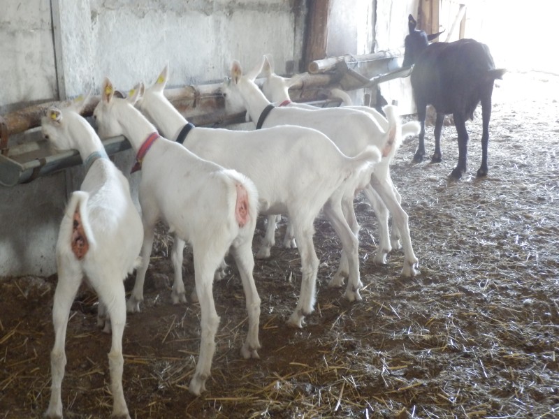 kozesanske (111).jpg