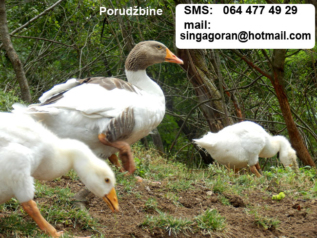 guske na prodaju