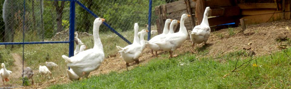 guske na farmi