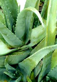 aloe vera