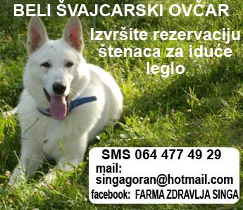 beli pas ovcar