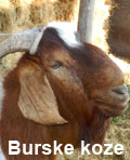 burski jarac
