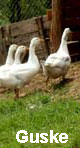 guske na prodaju