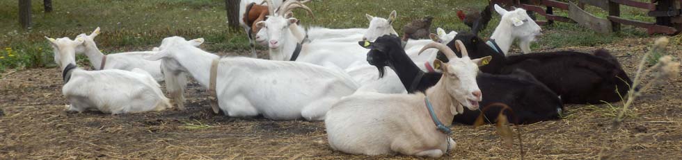 stado koza, boer koze
