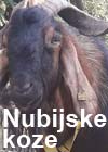 nubijske koze