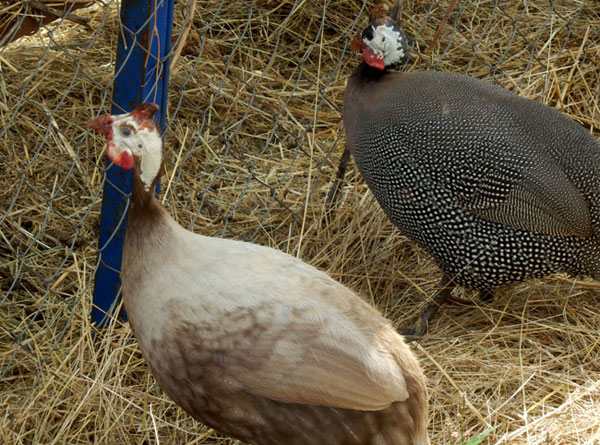 kokosi misirke morkinje