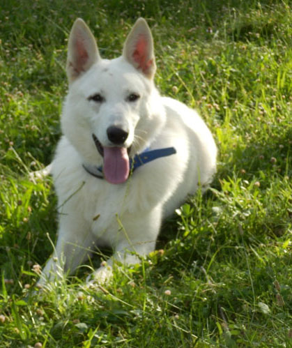 svajcarski ovcarski pas