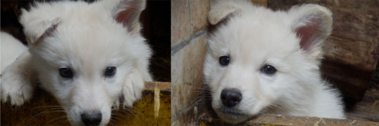 stene kanadskog ovcara