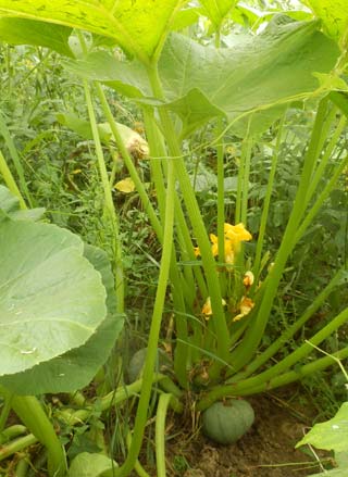 cvetovi argentinske tikvice