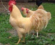 koke limun itlijanke