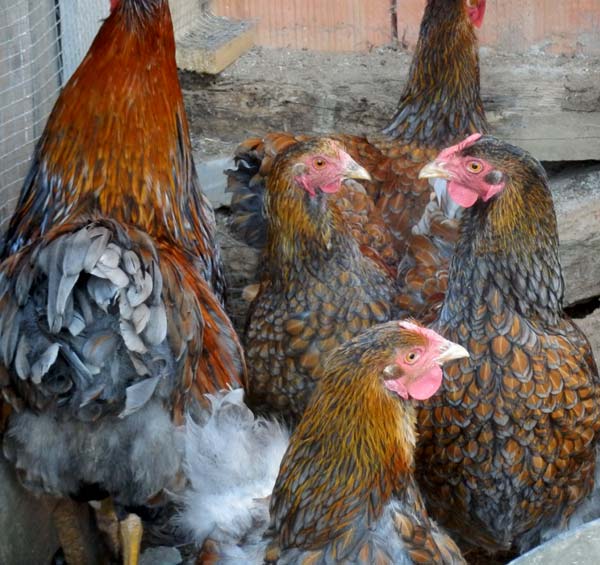 kokosi viandote rase